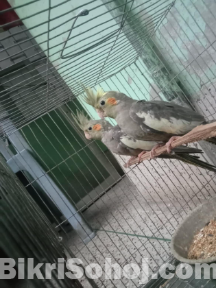 2 pis Cockatiel